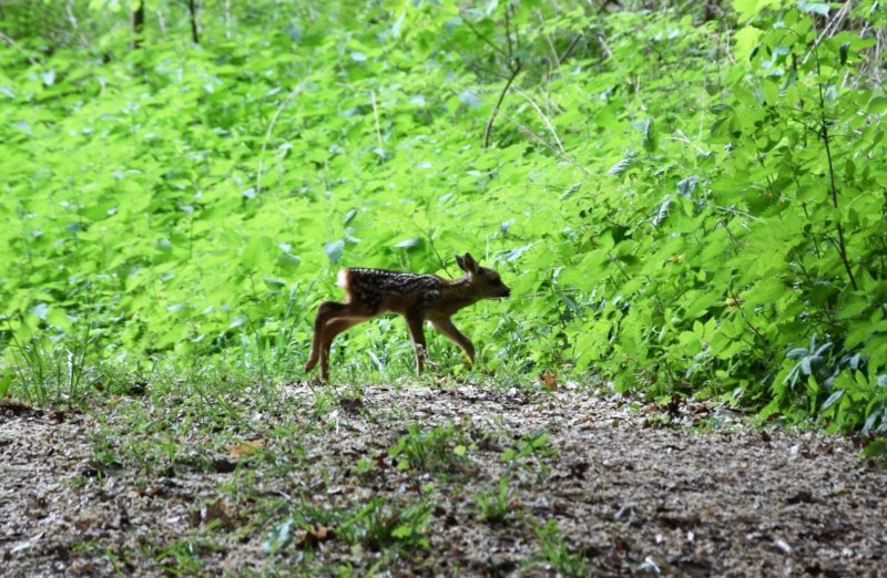 dsc_0109.jpg
