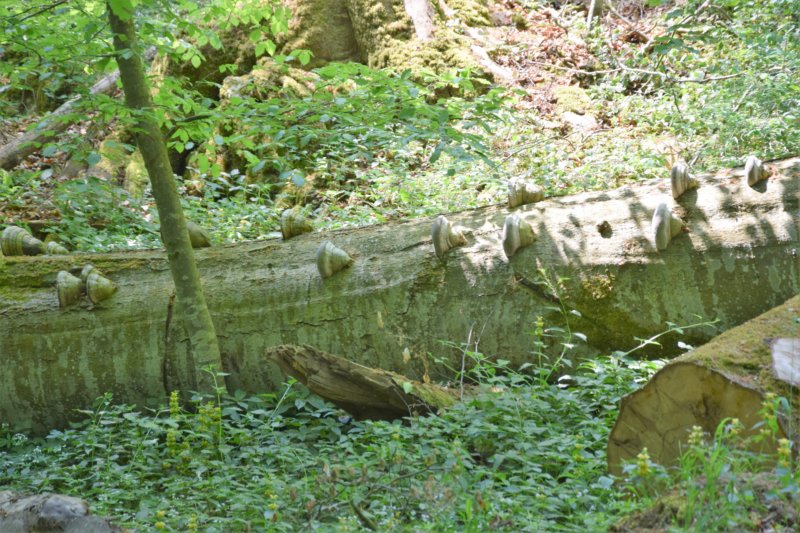 dsc_0148.jpg