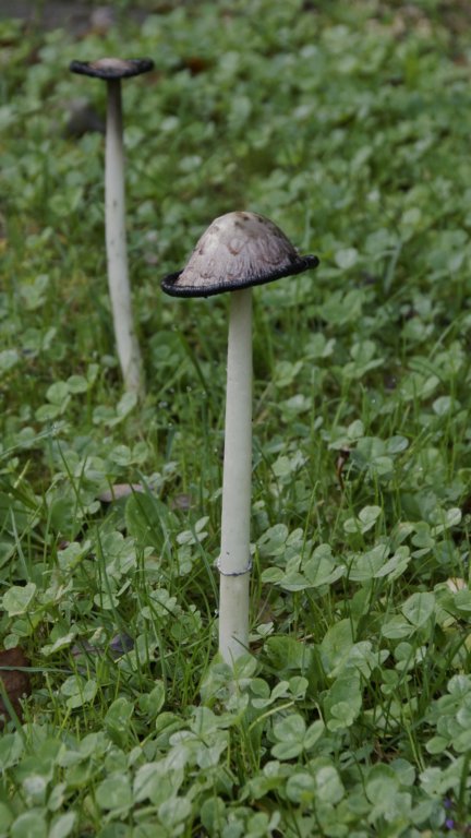 _dsc8384.jpg