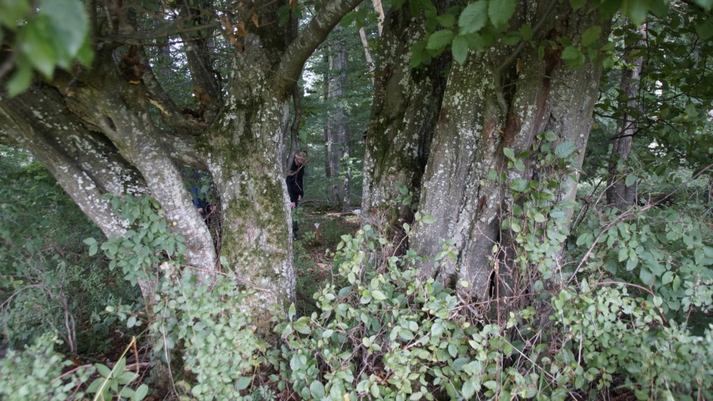 _dsc8488.jpg