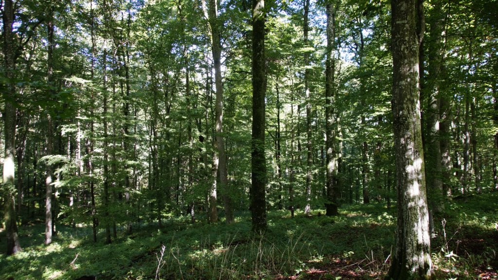 _dsc8717.jpg